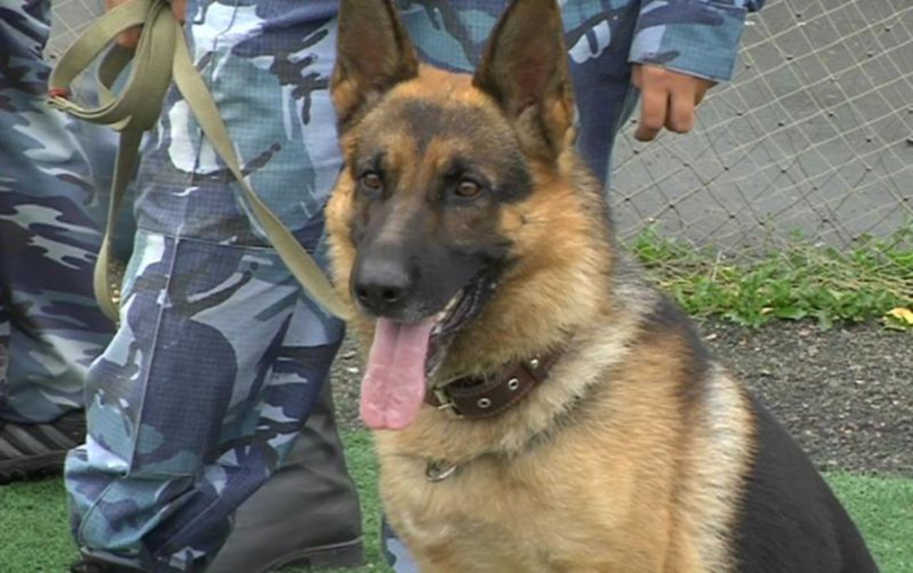 Собака-полицейский нашла малолетних воришек по следу