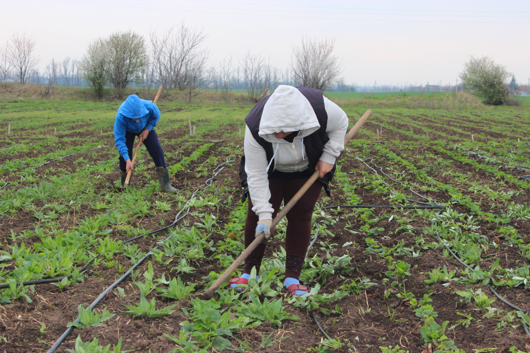 Предложение фермера из Красногвардейского района будет учтено при внесении изменений  в условия федеральной программы «Начинающий фермер»