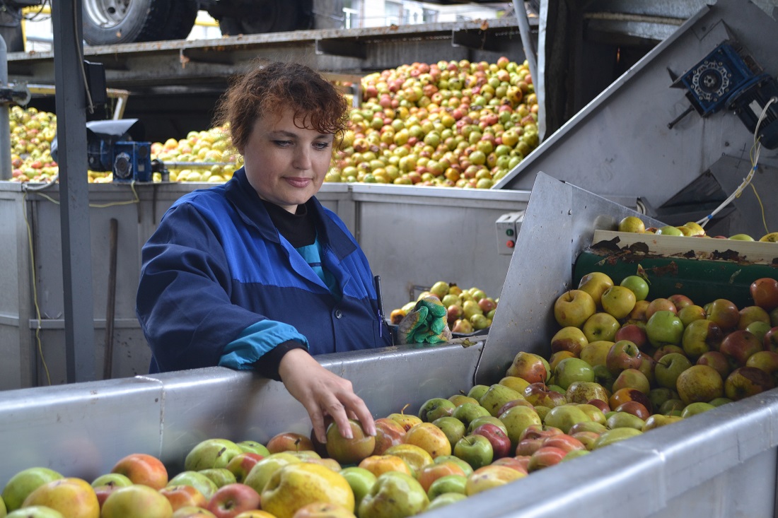 Модернизация итальянской линии по расфасовке полуфабриката на фирме «Комплекс-Агро» позволила увеличить мощность переработки яблок с 80 до 110 тонн