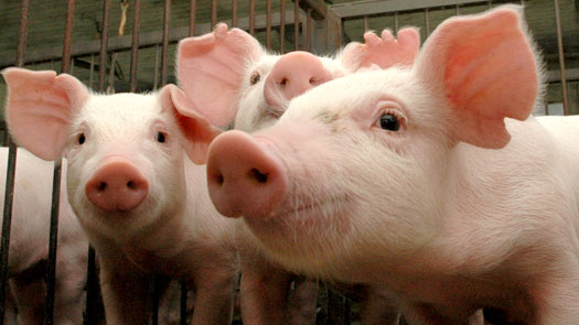 Вспышка африканской чумы свиней зафиксирована на откормочной базе УФСИН России по Адыгее