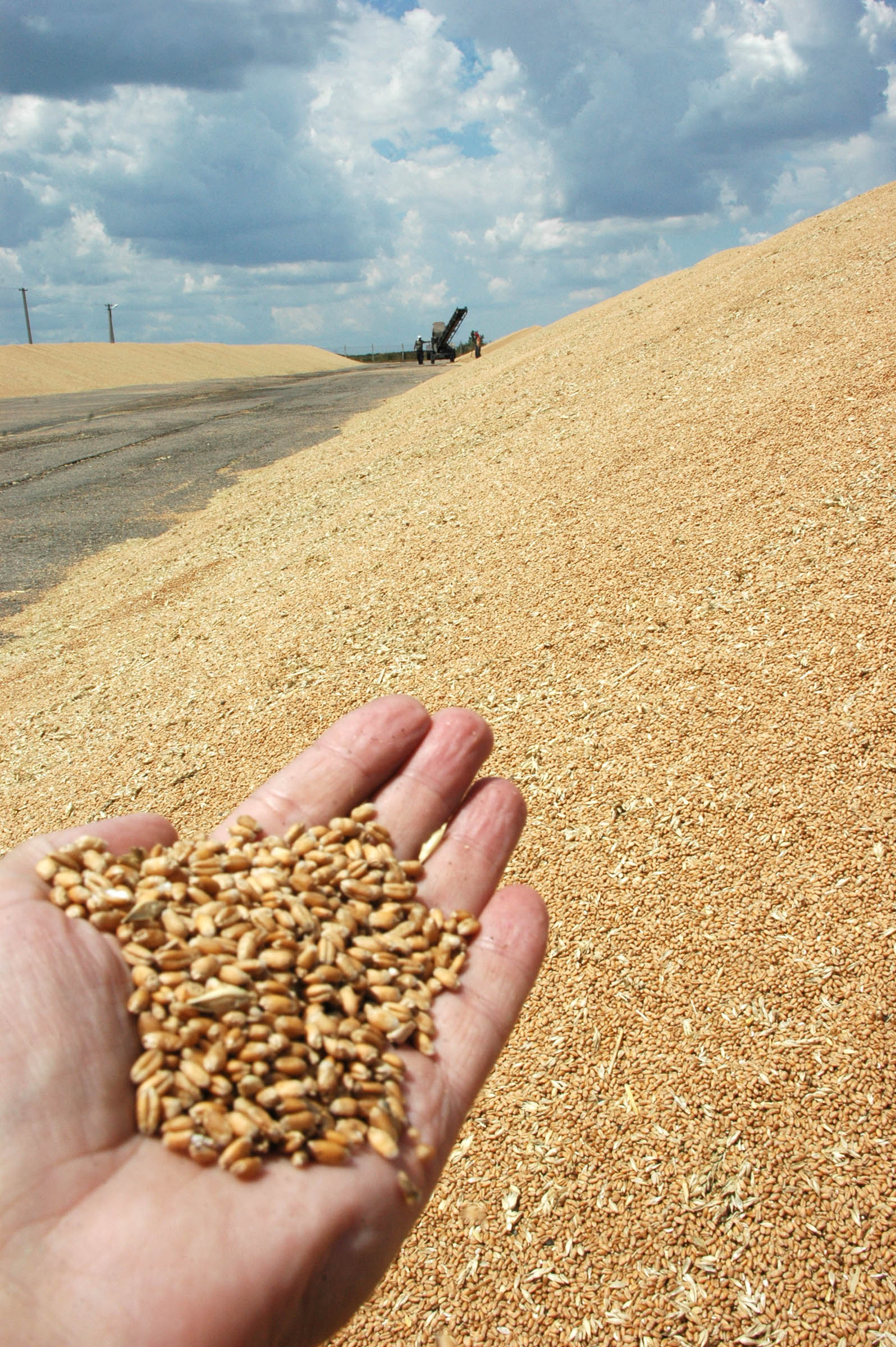 Доля продовольственного зерна, которое получили аграрии Адыгеи, составляет более 60%