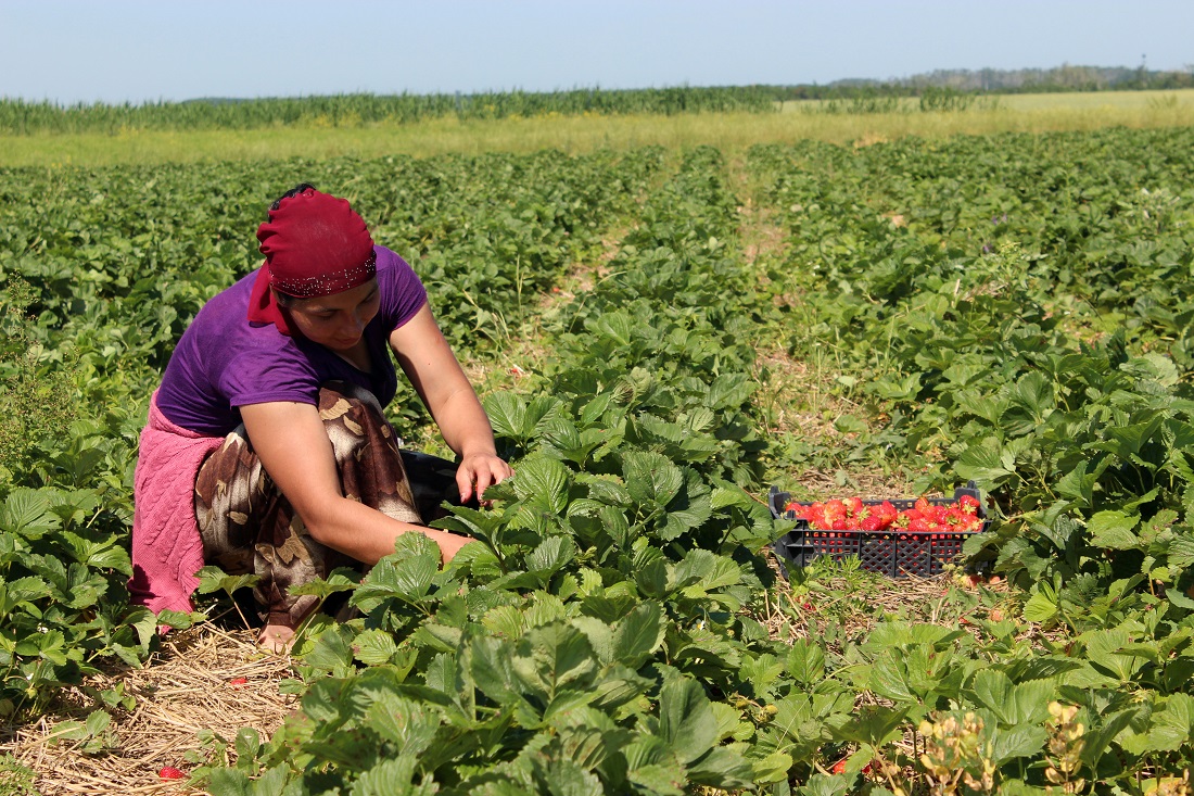 За три последних года аграрии Красногвардейского района почти в четыре раза  увеличили отчисления единого сельхозналога в местный бюджет
