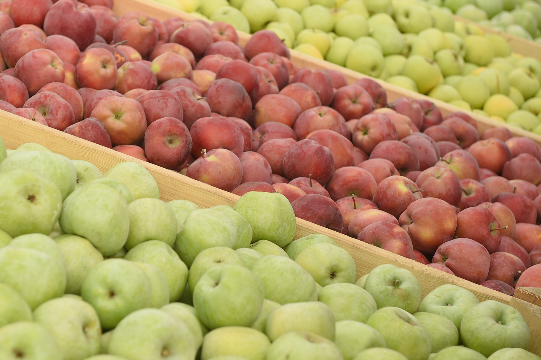 В Адыгее запускают пилотный проект по стимулированию выращивания плодов и овощей