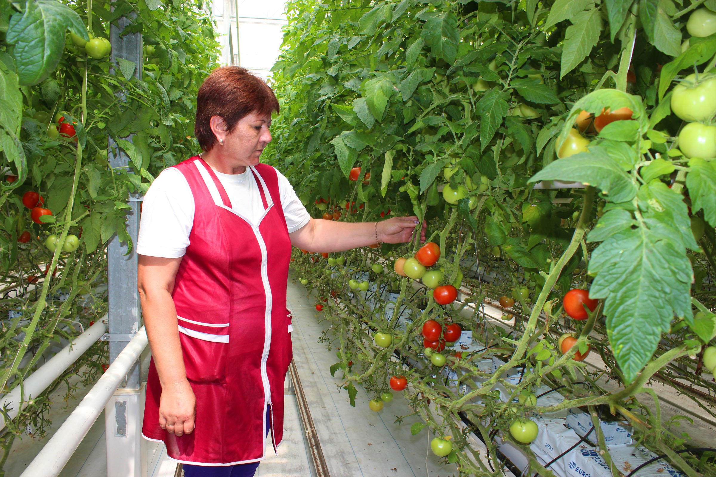 По итогам года валовой сбор экологически чистых овощей в тепличном комплексе «Радуга» Майкопского района планируется в размере 2 тыс. тонн