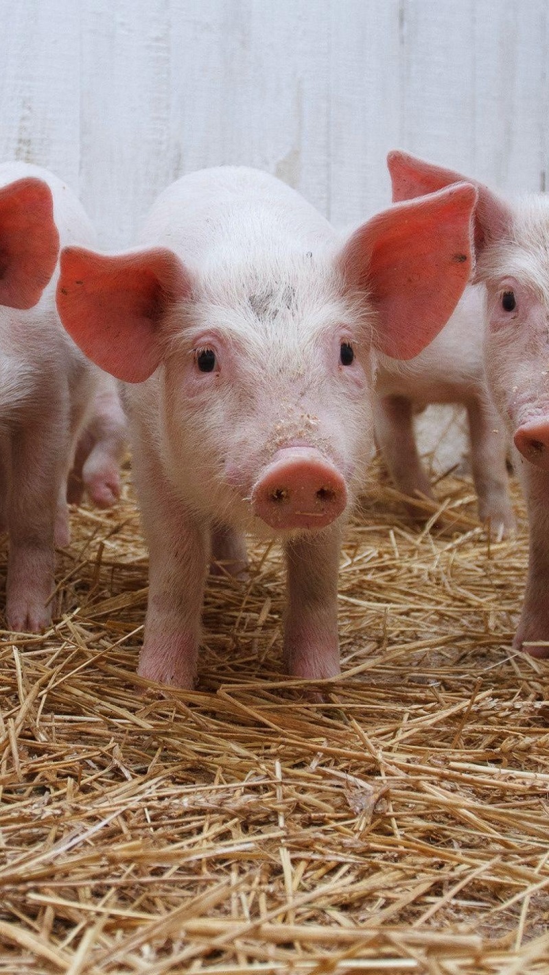В связи с обнаружением вируса африканской чумы свиней в Усть-Лабинском районе Краснодарского края в Адыгее должны быть приняты предупредительные меры.