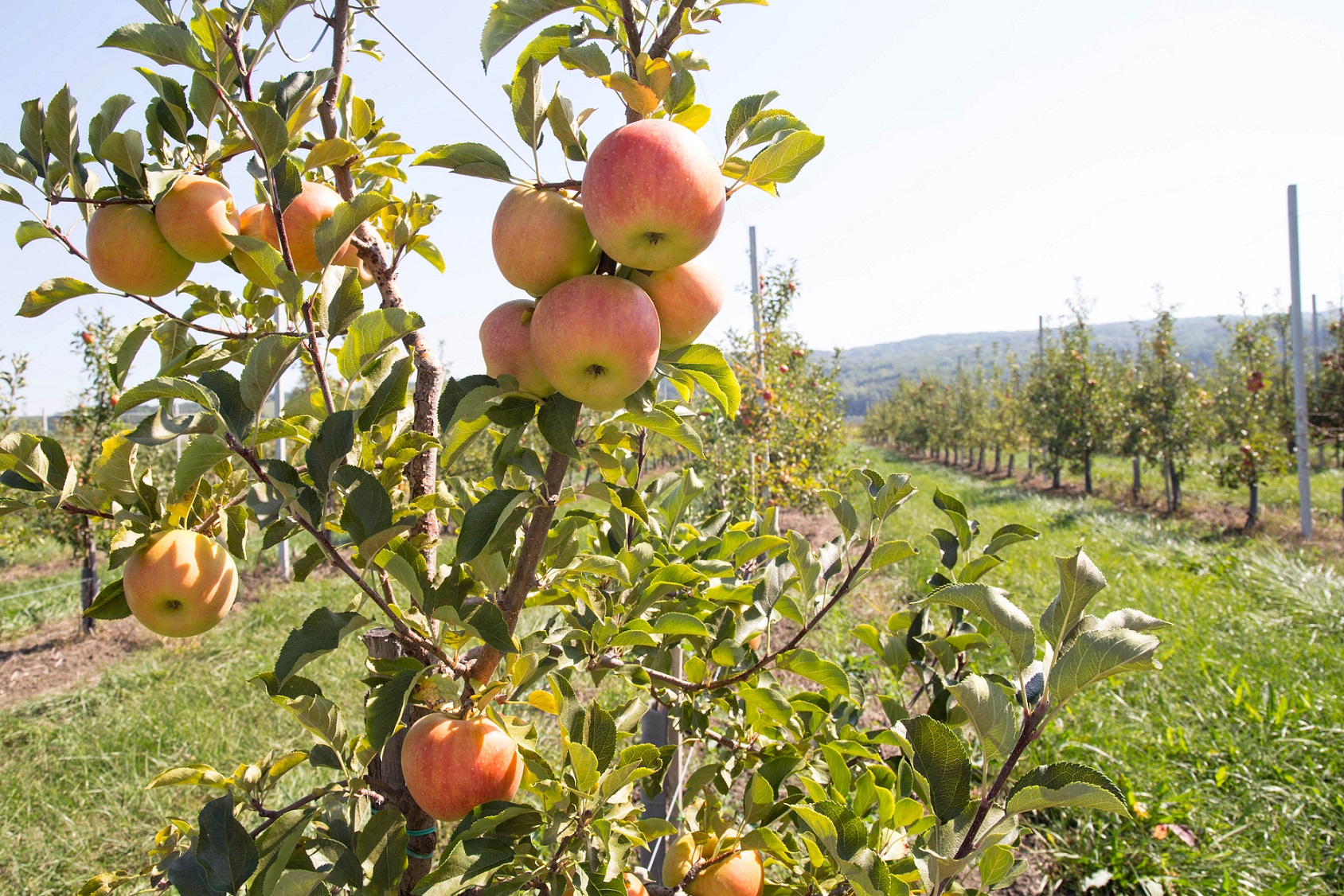 Урожай яблок в Адыгее составит порядка 17 тыс. тонн
