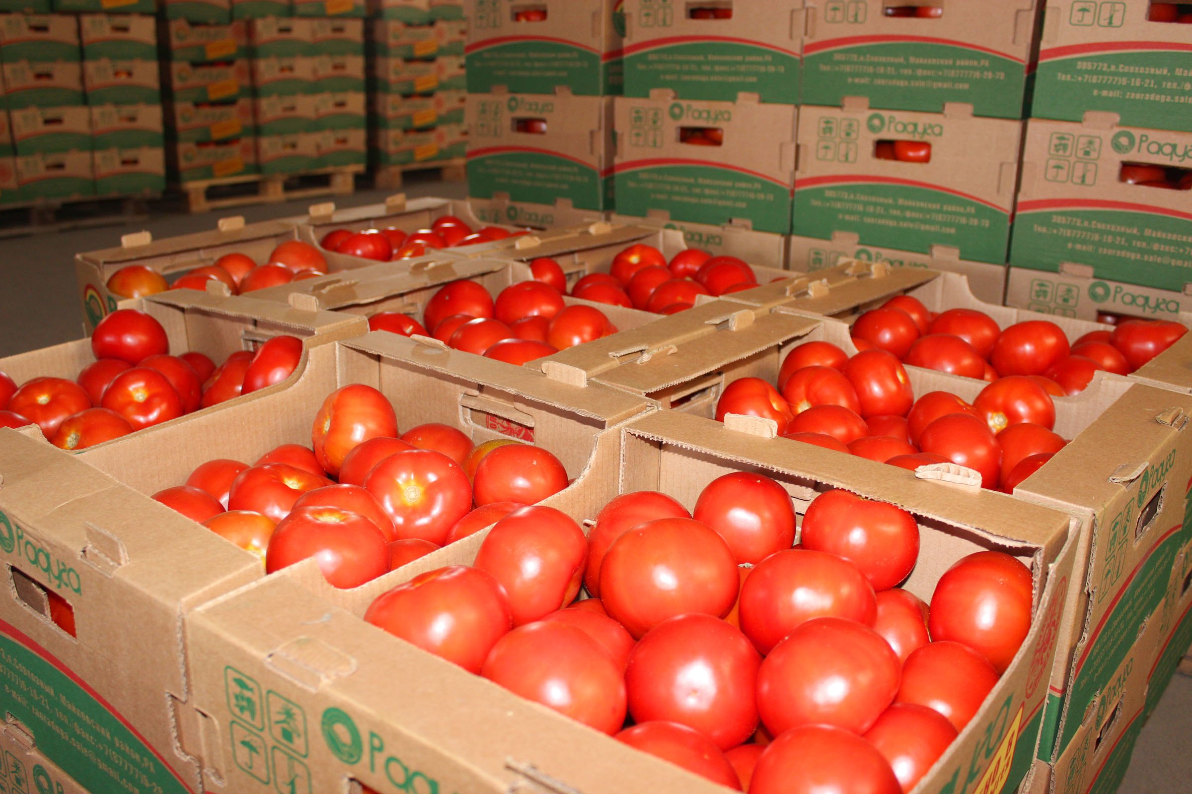 По итогам года валовой сбор экологически чистых овощей в тепличном комплексе «Радуга» Майкопского района планируется в размере 2 тыс. тонн