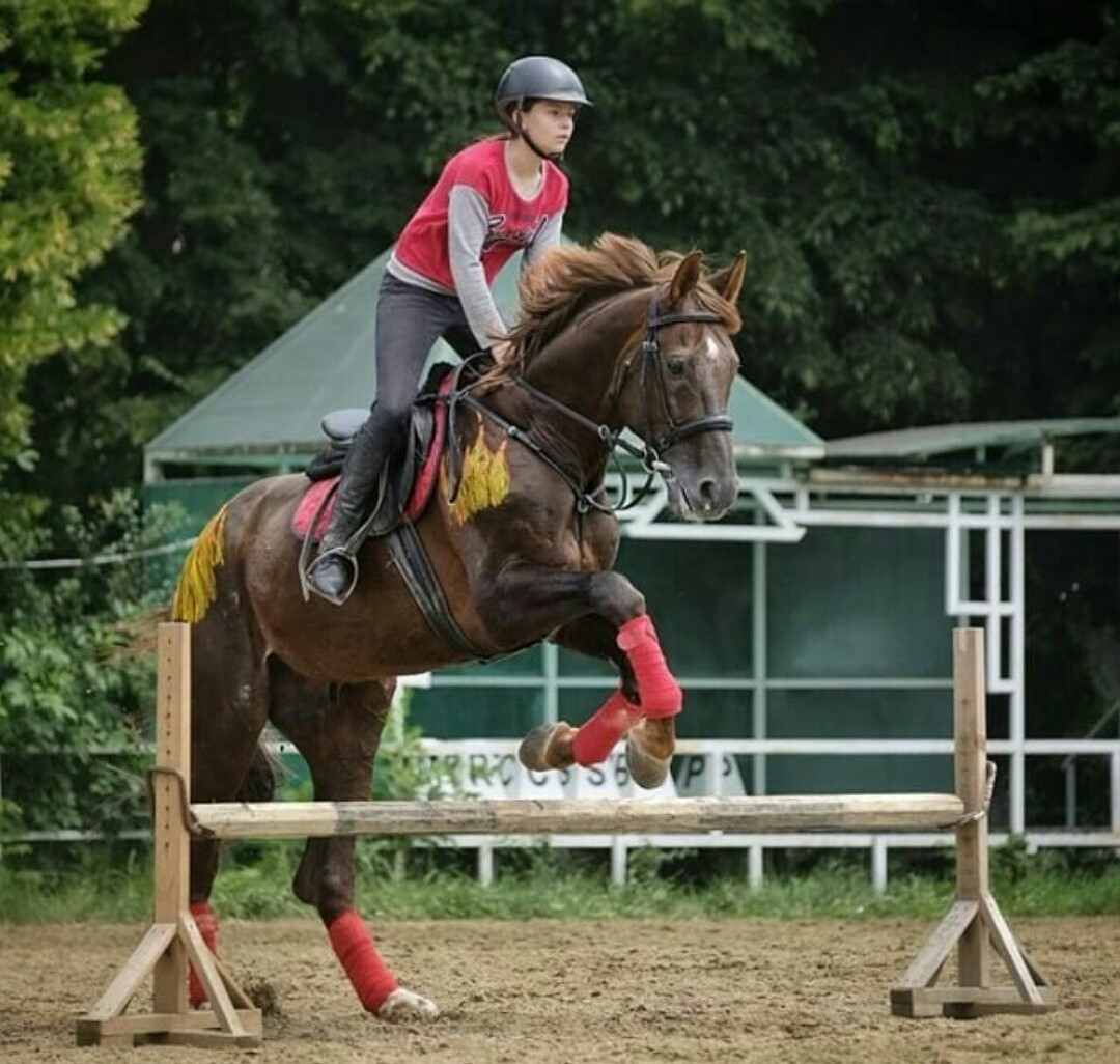 Фото ЦСП по конному спорту