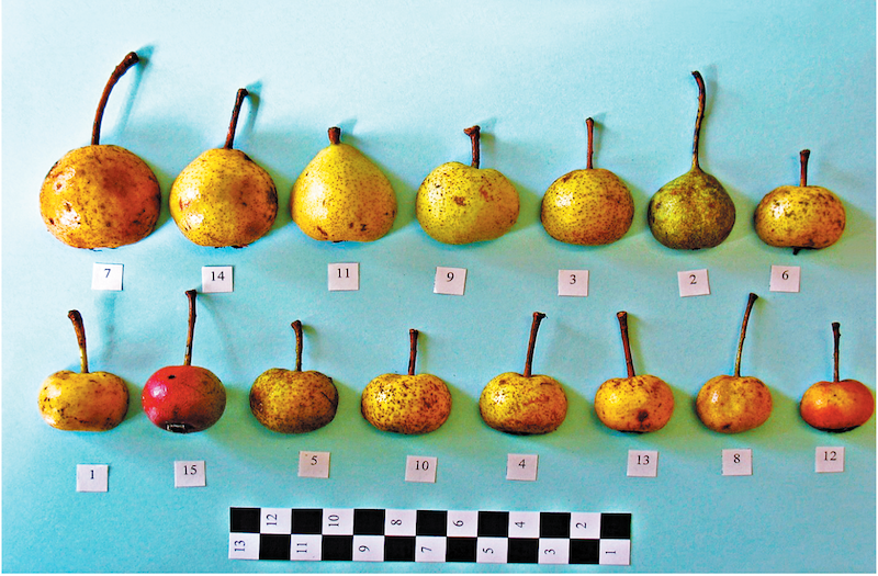 Фото: разнообразие плодов груши кавказской - образцы коллекции МОС ВИР