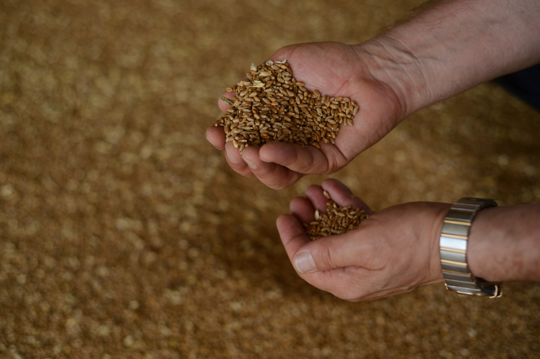 Специалисты Россельхозцентра проверят качество семян перед началом сева в Адыгее